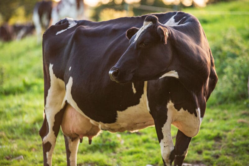 picture of black and white dairy cow on the field