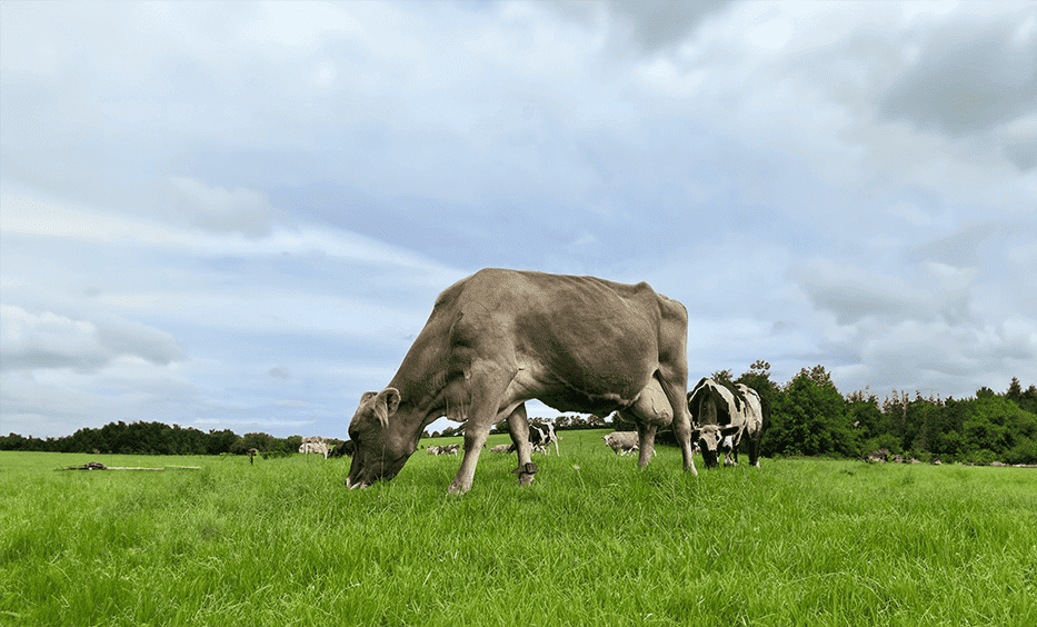 Brown Cow Grazing In A Field (1) (1)