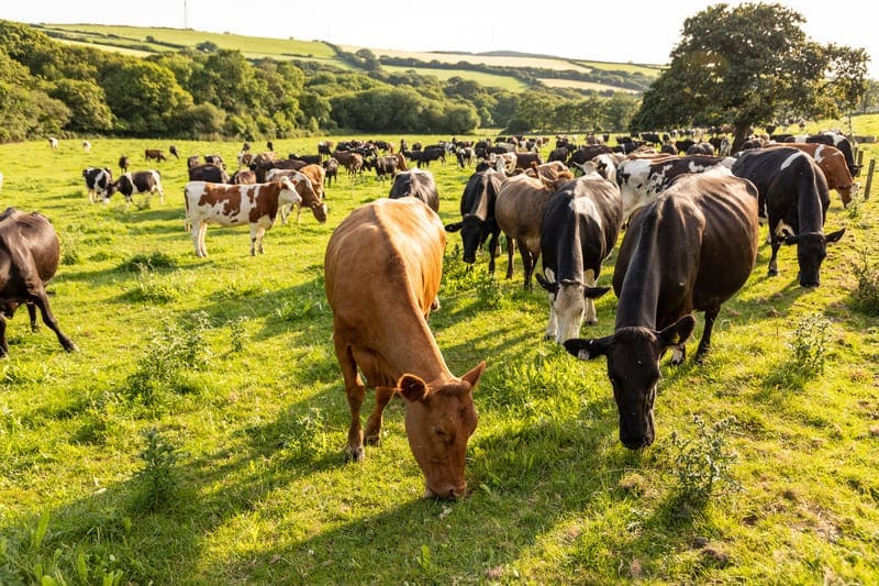 Cows Grazing In Field (2)