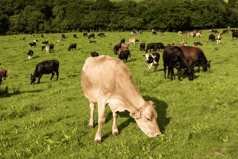 Brown cow grazing in a field
