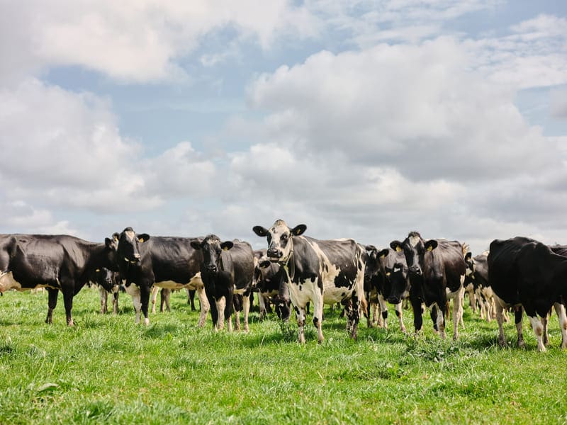 black and white cows in a green field during summer