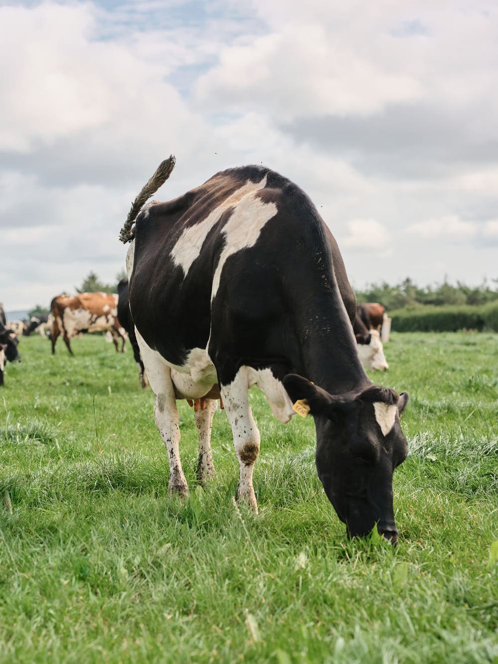 Cow eating grass in a field