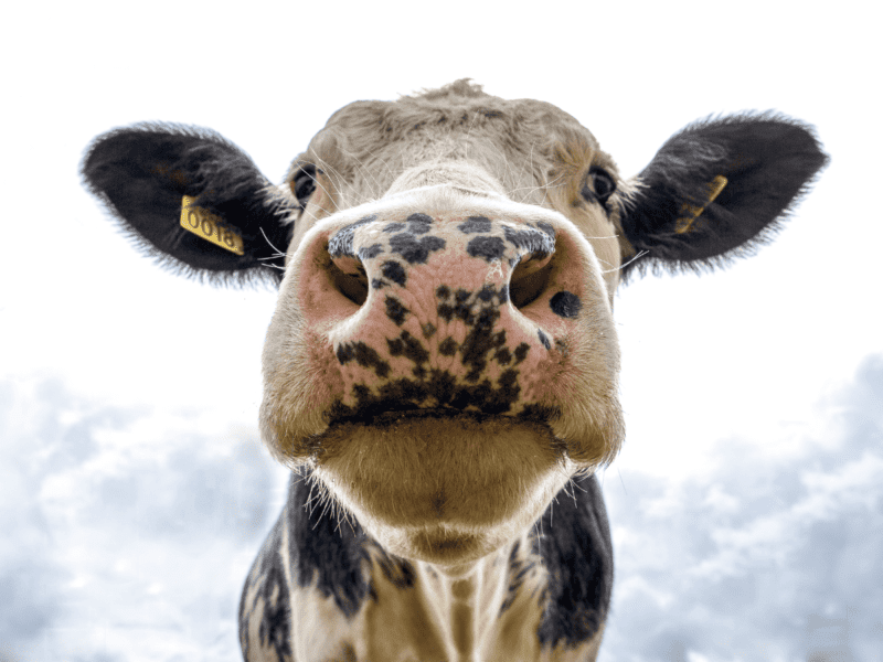 Cow face pictured upclose 