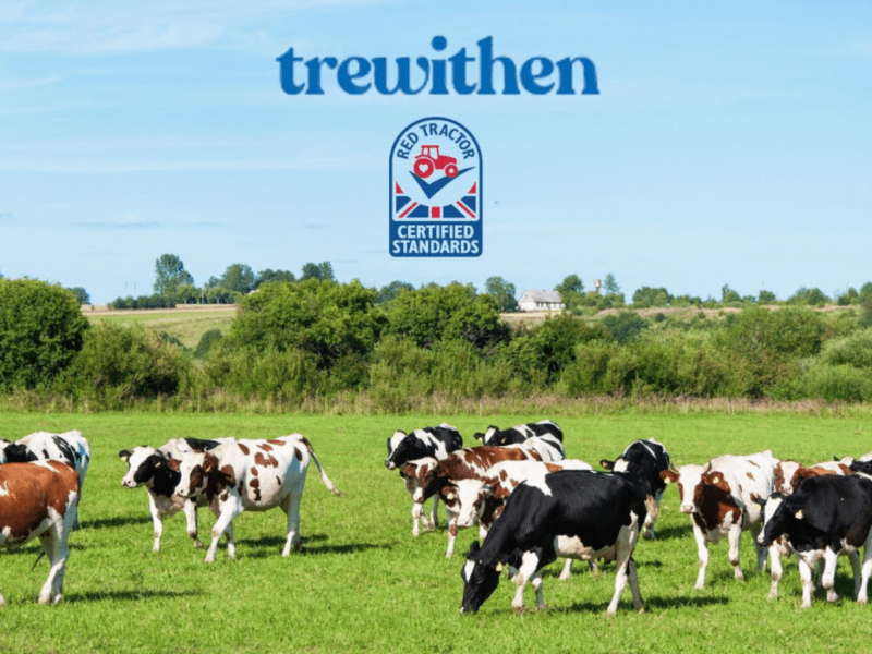 trewithen cows on a field with logo and red tractor audit logo